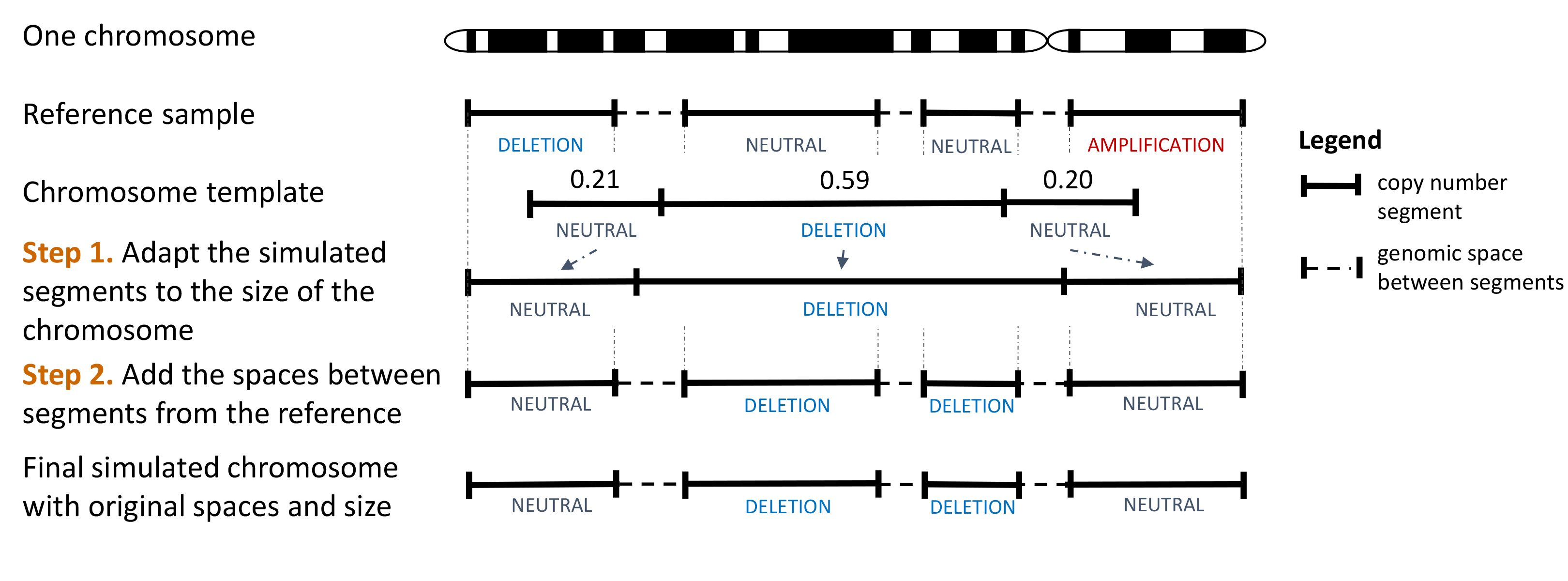 Workflow showing the creation of a simulated chromosome through the use of a template.
